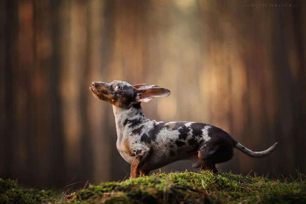 Tigerdackel Hundefotograf Berlin