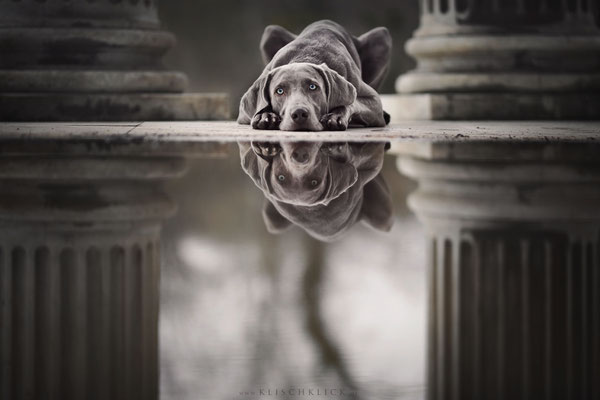 Weimaraner 