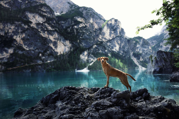 Hund am Pragser Wildsee