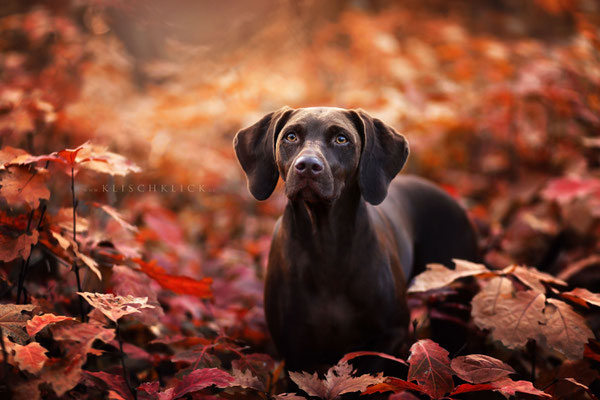 SHundefotograf Berlin everin Klisch Tierfotografie Hunde