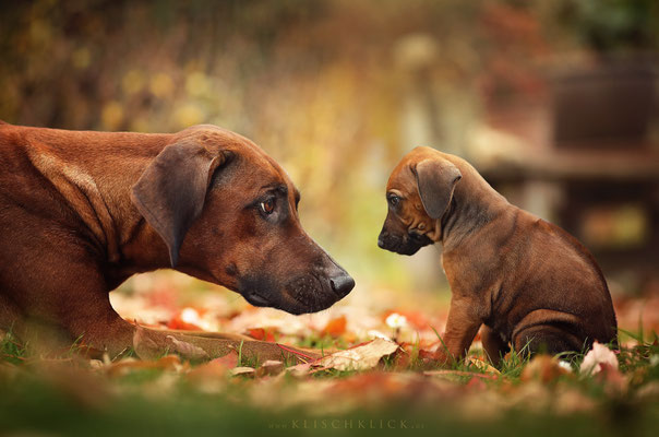 Ridgeback Welpe Hundefotograf Berlin 