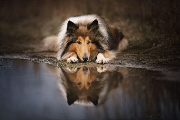Collie  Hundefotograf Berlin 