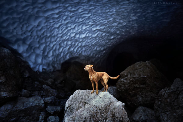 Hund Pina in der Eiskapelle, Berchdesgaden