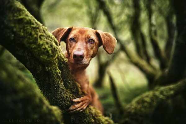 Roadtrip mit Hund Schottland 