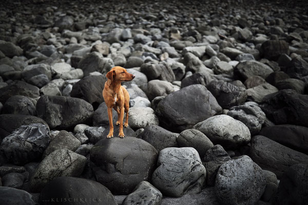 Roadtrip mit Hund Schottland 