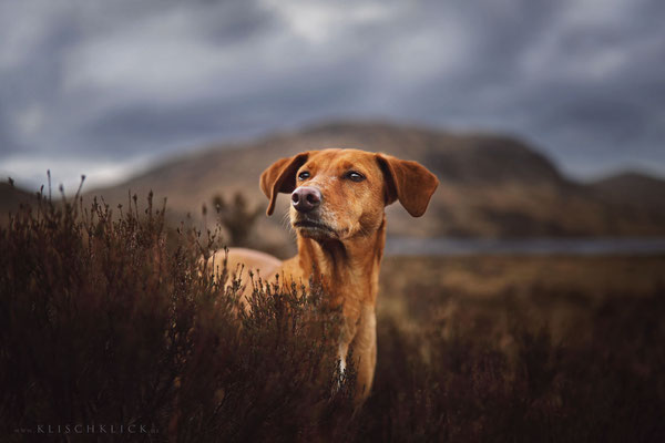 Roadtrip mit Hund Schottland heide