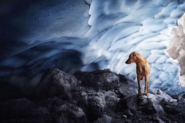 Hund Pina in der Eiskapelle,  Berchdesgaden