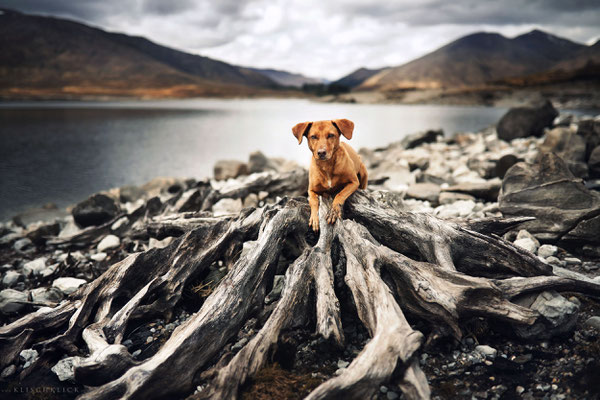 Roadtrip mit Hund Schottland 