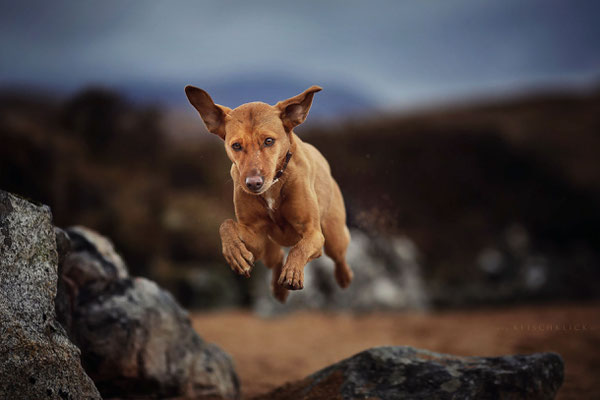 Roadtrip mit Hund Schottland 