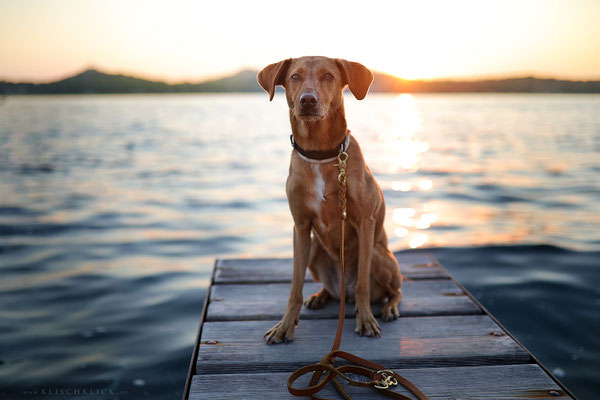 mit Hund in Kroatien am Meer