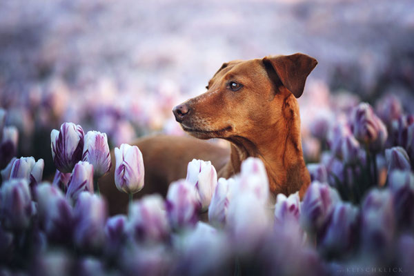 Hund Tulpenfelder Emmeloord