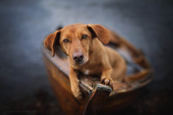 Roadtrip mit Hund Schottland 