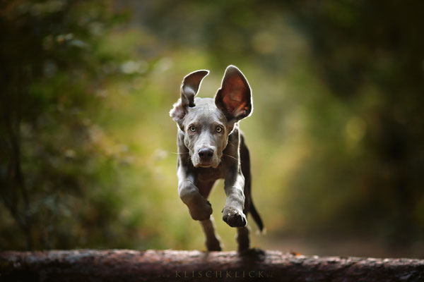 Weimaraner Welpe Hundefotograf Berlin 
