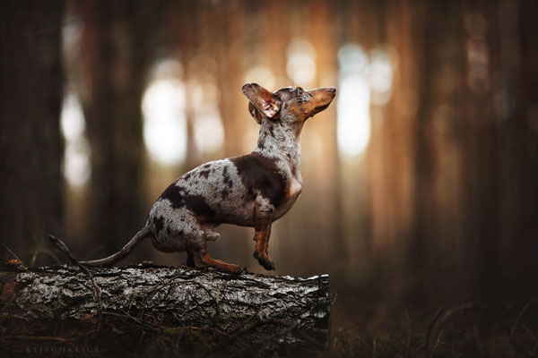 Tigerdackel Hundefotograf Berlin