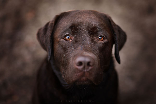 Labrador Hundefotograf Berlin 