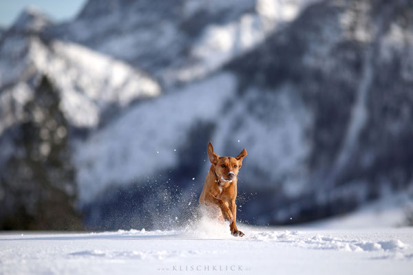 Podencomix im Schnee