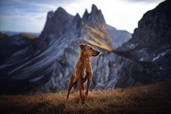 Hund Pina auf der Seceda