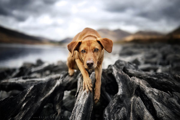 Roadtrip mit Hund Schottland 