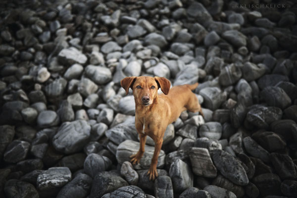 Roadtrip mit Hund Schottland 