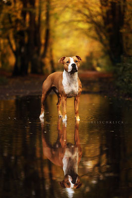 Staff Severin Klisch Tierfotografie Hunde