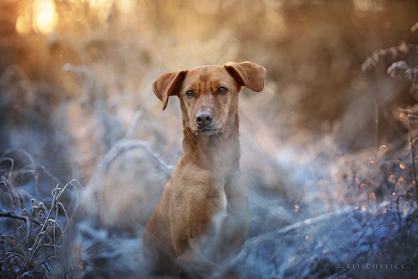  Hundefotograf Berlin 