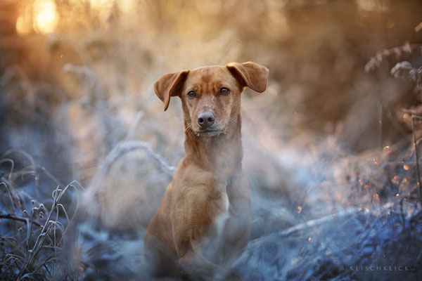  Hundefotograf Berlin 