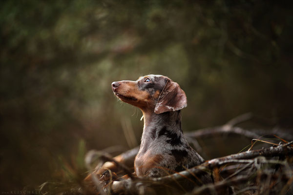 Tigerdackel Hundefotograf Berlin