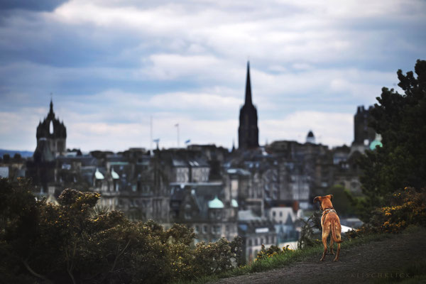 Roadtrip mit Hund Schottland Edinbourgh