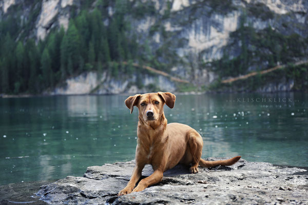 Hund am Pragser Wildsee