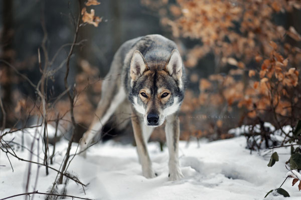 Tamaskan  Hundefotograf Berlin 