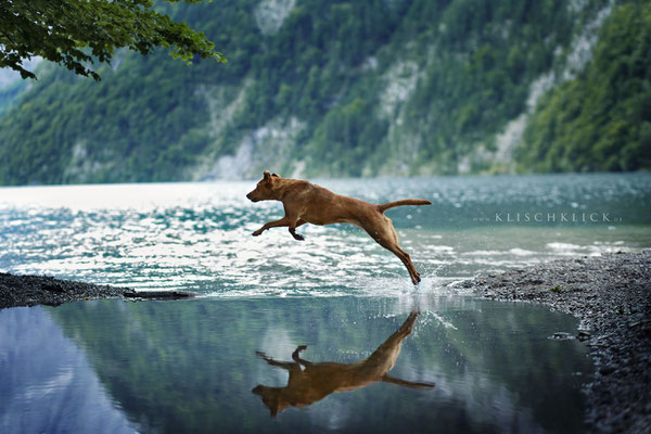 Hund am Königssee