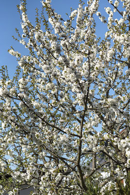 Apfelblüte, Rastenfeld/NÖ, 7.4.2024