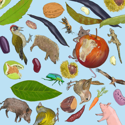 Titelseite für die App BIODIVERS. Kunde: PH Bern und Freilichtmuseum Ballenberg