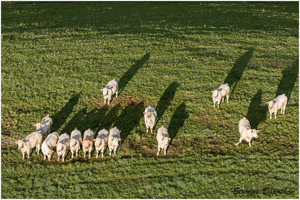 troupeau de vaches survolées par la montgolfière, Mazaye, Puy de Dôme