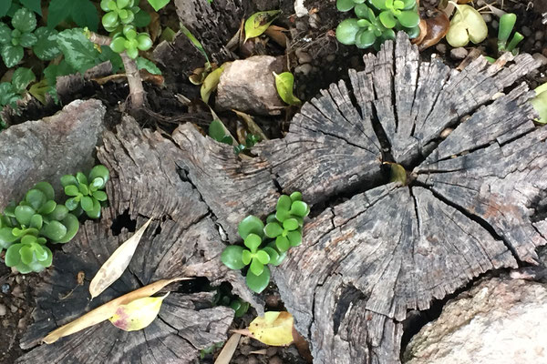 Ecker Waldtraud