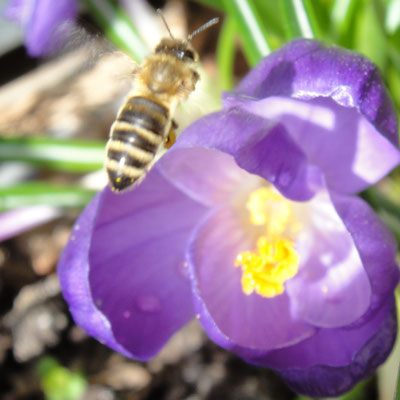 Endlich Frühling!