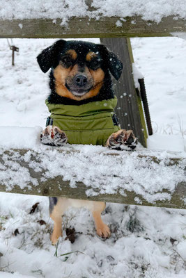DOLLY