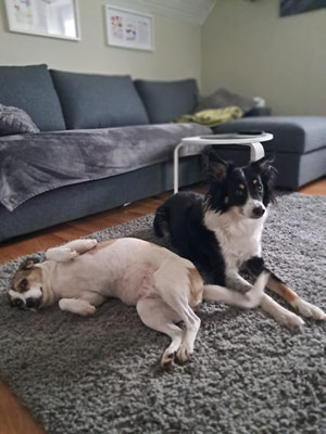 CHILLI & BENJI