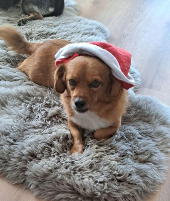 ROCCO