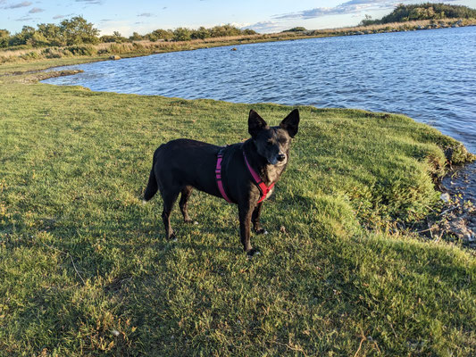 EMMI
