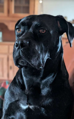 PAULA