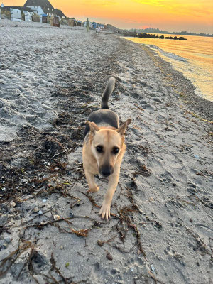 CHICO