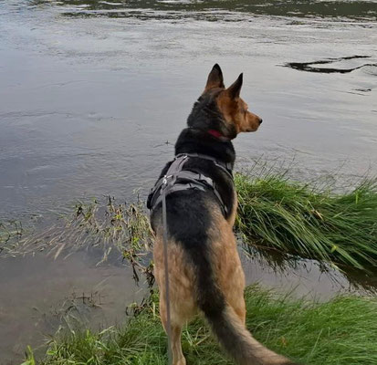 NORA