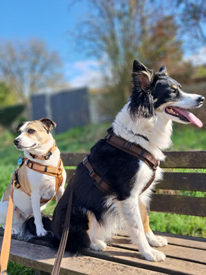BENJI & CHILI