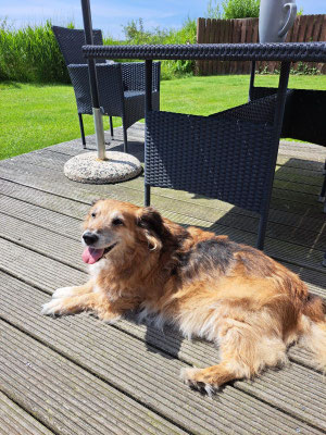 BARI