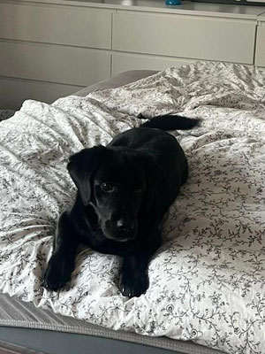 LOLA