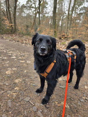 MITZI