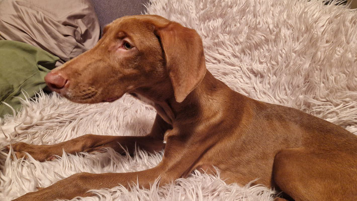 MATTEO