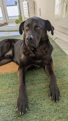 BODIE