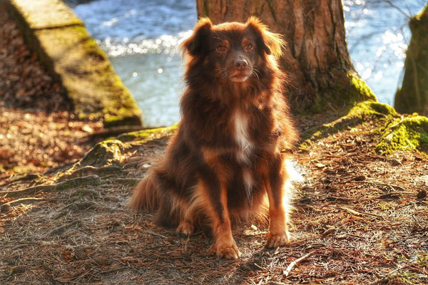 HARPO